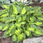 Hosta ‘Pocketful of&nbsp;Sunshine’