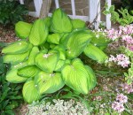 Hosta ‘Stained Glass’