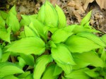 Hosta ‘Twist of&nbsp;Lime’