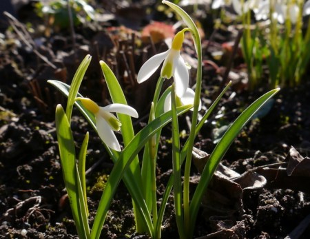 Galanthus June Boardman