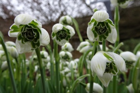 Galanthus 'Rodmarton'