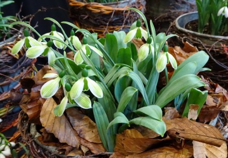 Galanthus Rosemary Burnham-001
