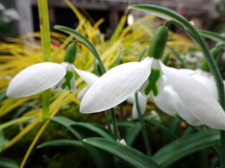 Galanthus 'Walker Canada'