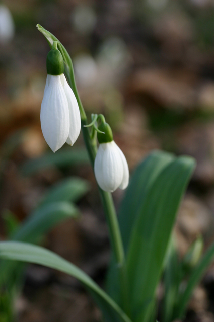 Galanthus Warwickshire Gemini IMG_8505