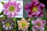 2023 double hellebore