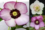 2023 Hellebores-001