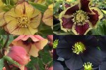2023 single Hellebores