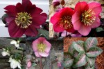 Hellebores 2023