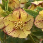 Helleborus ‘Tropical Sunset’