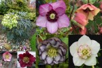 2023 Hellebores