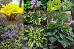 2023 Hosta Collage