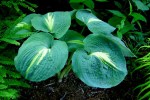 Hosta ‘Dream Queen’