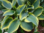 Hosta First Frost 5-7-2018 3-35-31&nbsp;PM
