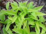 Hosta Lemon Frost