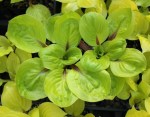 Hosta ‘Lettuce Wrap’&nbsp;Solberg