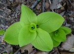 Hosta Limey Lisa