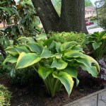 Hosta montana ‘Aureomarginata’ Rome&nbsp;2