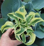 Hosta Mouse on the&nbsp;Moon