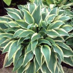 Hosta ‘Wolverine’ Walters