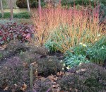 Cornus sanguinea ‘Magic&nbsp;Flame’