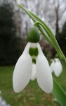 Galanthus Anglesey Candlelight-003