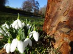 Galanthus plicatus