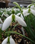 Galanthus Excelsis