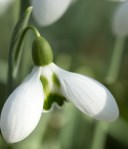 Galanthus Big Eyes