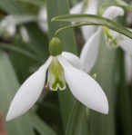 Galanthus Excelsis