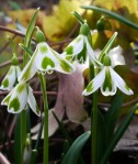 Galanthus ‘Phil Cornish’&nbsp;Repnow