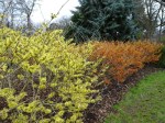 Hamamelis x intermedia ‘Pallida’ & ‘Robert’