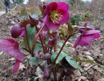 Helleborus ‘Anna’s Red’