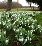Galanthus Marjorie Brown