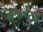 Galanthus ‘Standing Tall’