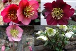 2019 Hellebores6
