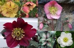 2019 Hellebores8