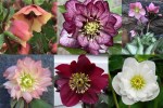 2022 Hellebores-001