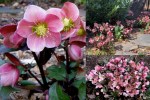 2023 Hellebores1