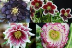 2024 Hellebores-001