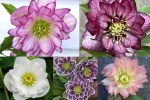 2024 Hellebores WP