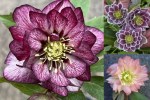 2024 Hellebores1-001