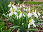 Galanthus Spindlestone Surprise