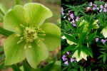 Hellebores Species-001