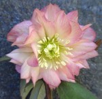 Helleborus Mother of the&nbsp;Bride