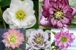 New Hellebores 2016