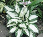 Hosta ‘Amazone’