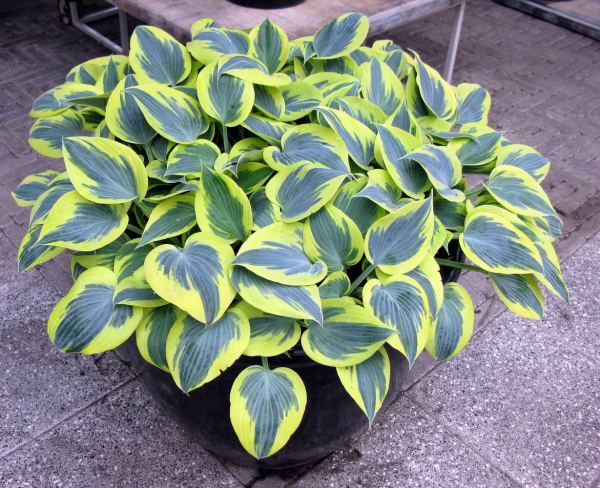 Hosta 'Ben Vernooij'