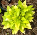 Hosta Coconut Custard Green&nbsp;Hills