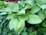 Hosta Inniswood-001