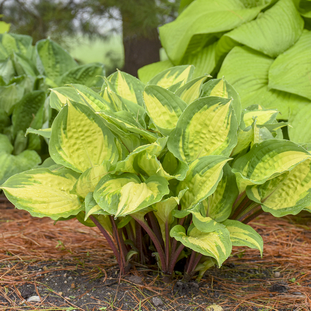 Hosta 'Island Breeze' PP27151 0003 high res